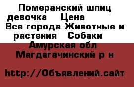 Померанский шпиц девочка  › Цена ­ 50 000 - Все города Животные и растения » Собаки   . Амурская обл.,Магдагачинский р-н